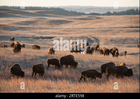 Herde of Bison (Bison Bison) auf einer Ranch; Valentine, Nebraska, Vereinigte Staaten von Amerika Stockfoto