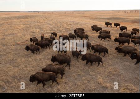 Herde of Bison (Bison Bison), die auf Ranch-Land umherstreift; Valentine, Nebraska, Vereinigte Staaten von Amerika Stockfoto