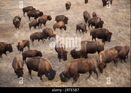 Herde of Bison (Bison Bison), die auf Ranch-Land umherstreift; Valentine, Nebraska, Vereinigte Staaten von Amerika Stockfoto