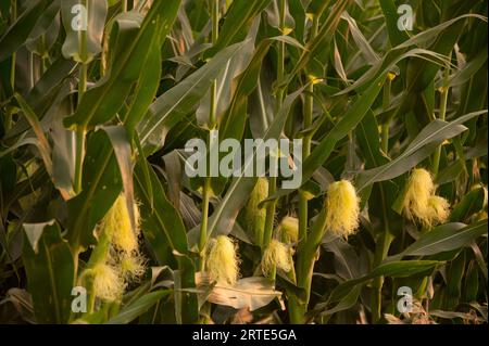 Nicht bewässerter Mais, der auf landwirtschaftlichen Flächen in der Nähe von Bennet, Nebraska, USA, angebaut wird; Bennet, Nebraska, Vereinigte Staaten von Amerika Stockfoto