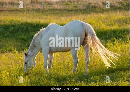 Weißes Pferd weidet bei warmem Sonnenlicht; Denton, Nebraska, Vereinigte Staaten von Amerika Stockfoto