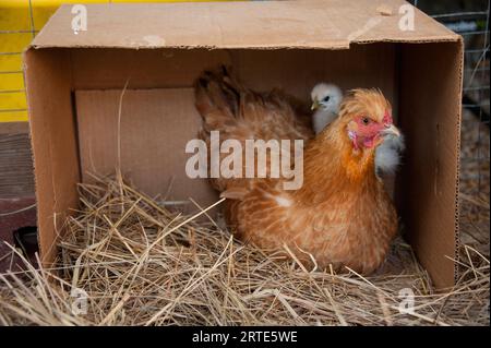 Huhn (Gallus gallus domesticus) und ihr Küken in einem Nistkasten; Denton, Nebraska, Vereinigte Staaten von Amerika Stockfoto