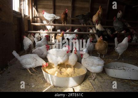 Hühner (Gallus domesticus) ernähren sich in einem Hühnerstall; Valparaiso, Nebraska, Vereinigte Staaten von Amerika Stockfoto