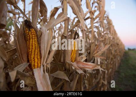 Ähren von Mais auf Stielen auf einem Feld; Dunbar, Nebraska, Vereinigte Staaten von Amerika Stockfoto