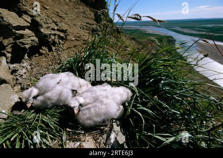 Zwei Peregrine Falken (Falco Peregrinus) nisten im National Petroleum Reserve am Colville River, Alaska, USA Stockfoto