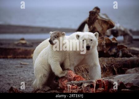 Eisbären (Ursus maritimus), Mutter und Jungtier, die von einem Kadaver fressen; North Slope, Alaska, Vereinigte Staaten von Amerika Stockfoto
