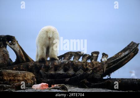 Eisbär (Ursus maritimus), der von einem Wal-Kadaver isst; North Slope, Alaska, Vereinigte Staaten von Amerika Stockfoto