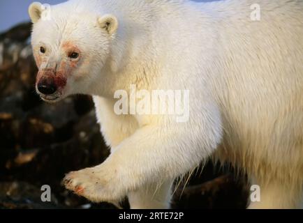 Eisbär (Ursus maritimus) mit blutgefärbtem Fell eines Kadavers; North Slope, Alaska, Vereinigte Staaten von Amerika Stockfoto