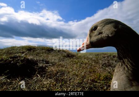 Nahaufnahme einer größeren Weißfrontgans (Anser albifrons); North Slope, Alaska, Vereinigte Staaten von Amerika Stockfoto