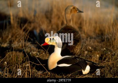 King Eider (Somateria spectabilis) drake und Huhn auf Tundra; North Slope, Alaska, Vereinigte Staaten von Amerika Stockfoto