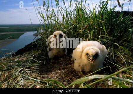 Falco peregrinus; North Slope, Alaska, Vereinigte Staaten von Amerika Stockfoto