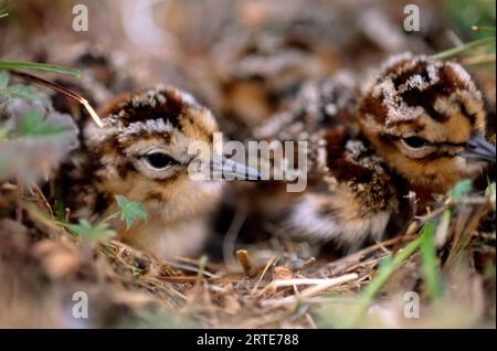 Zwei Dunlin Sandpiper Küken (Calidris alpina) in einem Nest auf der Tundra; North Slope, Alaska, Vereinigte Staaten von Amerika Stockfoto