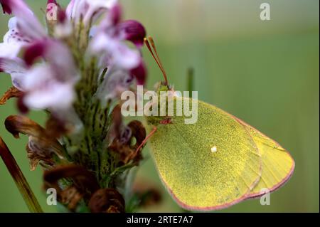 Wolkenschmetterling (Colias philodice vitabunda) auf einer blühenden Pflanze; North Slope, Alaska, Vereinigte Staaten von Amerika Stockfoto