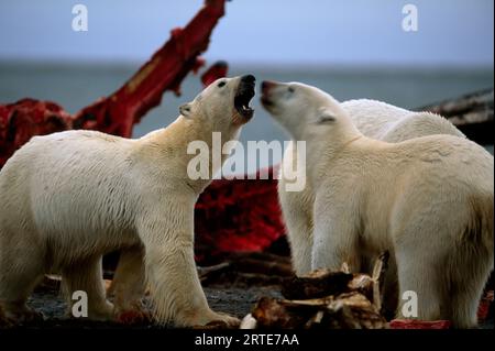 Drei Eisbären (Ursus maritimus) und ein teilweise gegessen Wal-Kadaver; Kaktovik, Alaska, Vereinigte Staaten von Amerika Stockfoto