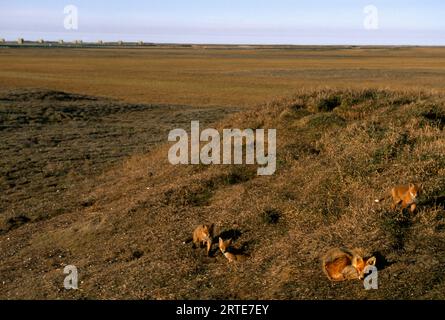 Polarfüchse (Alopex lagopus) in der Nähe der Produktionsstätte North Slope Oil, Alaska, USA; Prudhoe Bay, Alaska, Vereinigte Staaten von Amerika Stockfoto