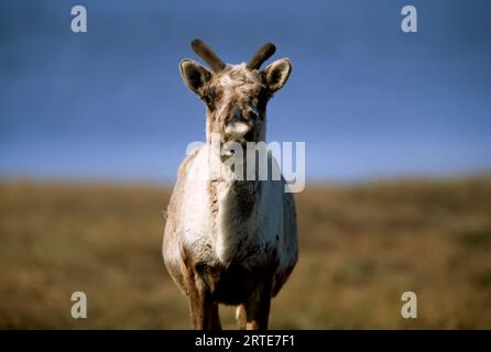 Nahaufnahme eines Caribou-Weibchens (Rangifer tarandus), das in die Kamera schaut; North Slope, Alaska, Vereinigte Staaten von Amerika Stockfoto