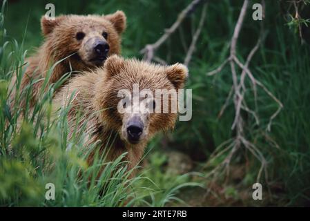 Zwei Grizzlybären (Ursus arctos horribilis) blicken hinter einem Grasklumpen aus dem Katmai-Nationalpark, Alaska, USA Stockfoto