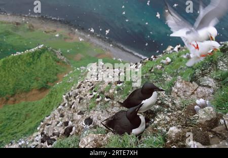 Dickschnabelmurren (Uria lomvia) und Rotbeinkätzchen (Rissa brevirostris) auf einer Klippe am Meer Stockfoto