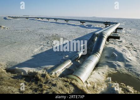 Abschnitt der Trans-Alaska-Pipeline; Prudhoe Bay, Alaska, Vereinigte Staaten von Amerika Stockfoto