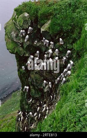Rotkätzchen (Rissa brevirostris) auf einer überfüllten Küsten-Kolonie; St.. George Island, Pribilof Islands, Alaska, Vereinigte Staaten von Amerika Stockfoto