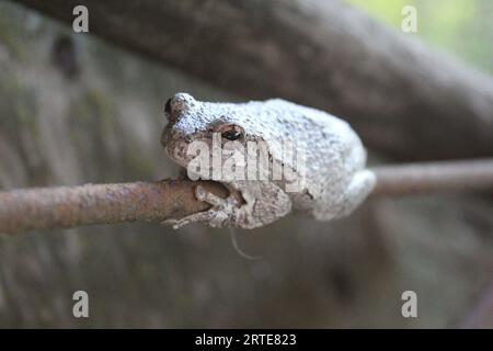 Grauer Baumfrosch Stockfoto