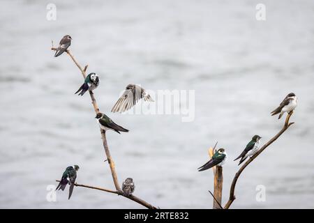 Eine Gruppe reifer und juveniler violett-grüner Schwalben versammelte sich auf einem Zweig entlang des Snake River. Emily Stevens Pond, Wyoming Stockfoto