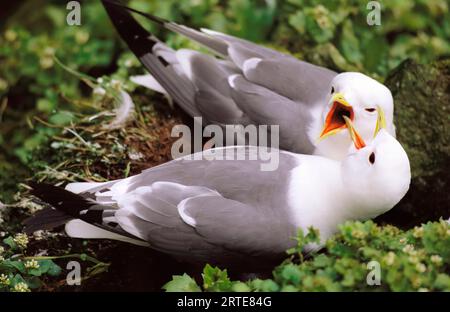 Aus nächster Nähe sehen Sie ein Paar rotbeiniger Kätzchen (Rissa brevirostris) auf einer Küstenklippe Stockfoto