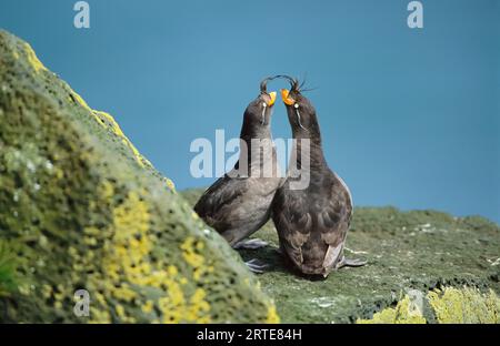 Paar Haubenauklets (Aethia cristatella) in ihrem Zuchtgefieder; St. Paul Island, Pribilof Islands, Alaska, Vereinigte Staaten von Amerika Stockfoto