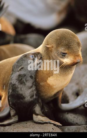 Der Nördliche Seehundling (Callorhinus alascanus) kuschelt seine Mutter; St.. Paul Island, Pribilof Islands, Alaska, Vereinigte Staaten von Amerika Stockfoto