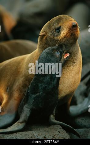 Der Nördliche Seehundling (Callorhinus alascanus) kuschelt seine Mutter; St.. Paul Island, Pribilof Islands, Alaska, Vereinigte Staaten von Amerika Stockfoto