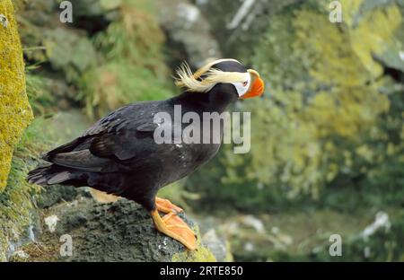 Getuftete Papageientaucher (Fratercula cirrhata) im Sommerzuchtgefieder; St. Paul Island, Pribilof Islands, Alaska, Vereinigte Staaten von Amerika Stockfoto