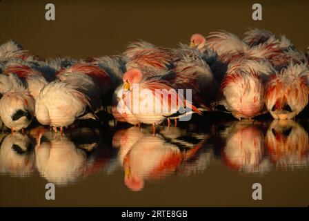 Herde von chilenischen wandernden Flamingos (Phoenicopterus chilensis) in einem hochgelegenen See, Laguna Colorada; Atacama-Wüste, Bolivien Stockfoto