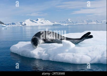 Eisige Gewässer des Lemaire-Kanals, mit einer ruhenden Leopardenrobbe (Hydrurga leptonyx), auf der Westseite der Antarktischen Halbinsel Stockfoto