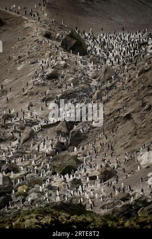 Kolonie von Chinstrap-Pinguinen (Pygoscelis antarcticus) auf Deception Island; Deception Island, Antarktis Stockfoto
