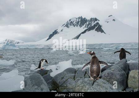 Drei Gentoo-Pinguine (Pygoscelis papua) in der Antarktis; Antarktis Stockfoto