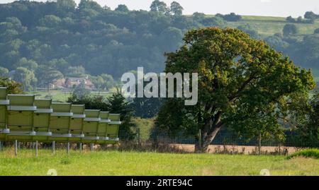Linie der Solarenergie-Panels in Metallrahmen Kurven entlang eines geneigten Feldes, zu schönen, großen alten Baum, nach Süden ausgerichtet. Sonniger Sommernachmittag, entfernte Baum Co Stockfoto