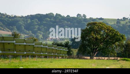 Linie der Solarenergie-Panels in Metallrahmen Kurven entlang eines geneigten Feldes, zu schönen, großen alten Baum, nach Süden ausgerichtet. Sonniger Sommernachmittag, entfernte Baum Co Stockfoto