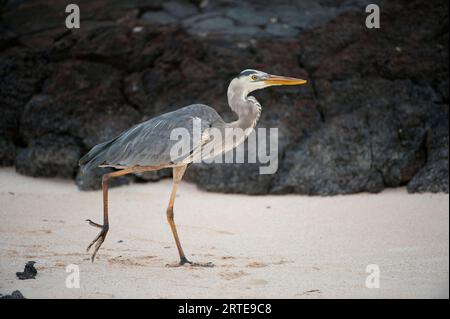 Großer blauer Reiher (Ardea herodias) zu Fuß an einem weißen Sandstrand im Galapagos Nationalpark; Galapagos Inseln, Ecuador Stockfoto