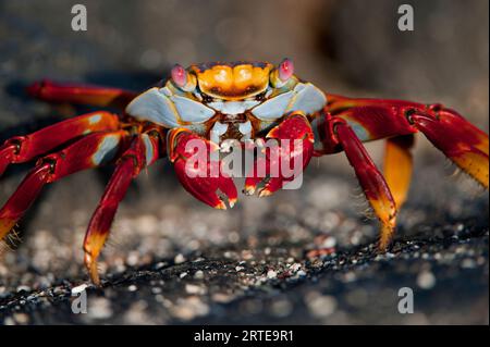 Nahaufnahme des Porträts einer Sally Lightfoot-Krabbe (Grapsus grapsus) auf Fernandina Island im Galapagos Islands National Park Stockfoto