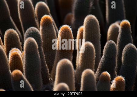 Nahaufnahme des Lavakaktus (Brachycereus Nesioticus) auf Fernandina Island im Galapagos Nationalpark; Fernandina Island, Galapagos Inseln, Ecuador Stockfoto