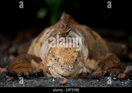 Nahaufnahme eines Galapagos-Landleguans (Conolophus subcristatus) in der Urbina Bay im Galapagos Islands National Park Stockfoto