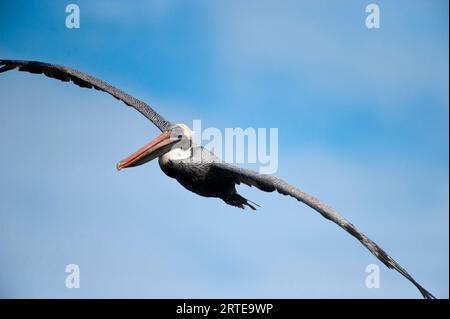 Der braune Pelikan (Pelecanus occidentalis) fliegt in einem blauen Himmel in der Nähe der Insel Santiago im Nationalpark Galapagos Islands; Galapagos Islands, Ecuador Stockfoto