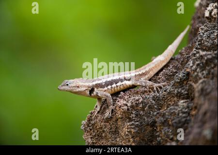 Männliche San Cristobal Lavaechse (Microlophus bivittatus) im Galapagos Islands National Park; San Cristobal Island, Galapagos Islands, Ecuador Stockfoto