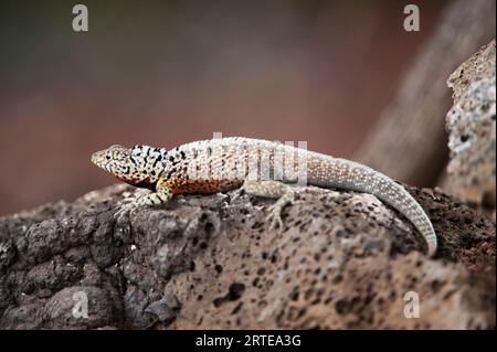 Nahaufnahme einer weiblichen Galapagos-Lavaechse (Microlophus albemarlensis) auf einem Felsen auf Santa Cruz Island im Galapagos Islands National Park Stockfoto