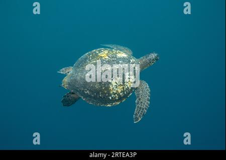 Gefährdete grüne Meeresschildkröte (Chelonia mydas), die im azurblauen Wasser in der Nähe des Kicker Rock im Galapagos Islands National Park schwimmt Stockfoto