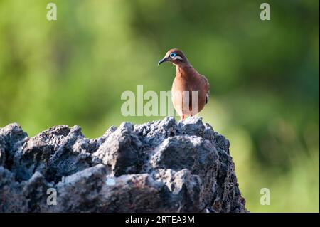 Galapagos Taube (Zenaida galapagoensis) thront auf einem Felsen auf Espanola Island im Galapagos Islands National Park Stockfoto