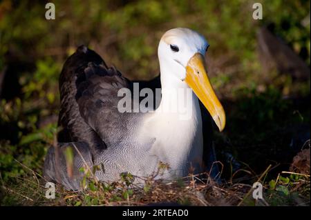 Gefährdeter, wellenförmiger Albatros (Phoebastria irrorata) auf Espanola Island im Galapagos Islands National Park Stockfoto