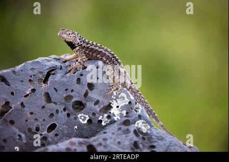 Floreana Lavaechse (Microlophus grayii) auf Floreana Island im Galapagos Islands National Park; Floreana Island, Galapagos Islands, Ecuador Stockfoto