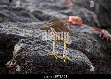 Streifenreiher (Butorides striata), der auf einem Felsen auf Floreana Island im Galapagos Islands National Park thront Stockfoto