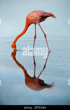 Amerikanischer Flamingo (Phoenicopterus ruber) und seine Spiegelreflexe im blauen Wasser auf Floreana Island im Galapagos Islands National Park Stockfoto